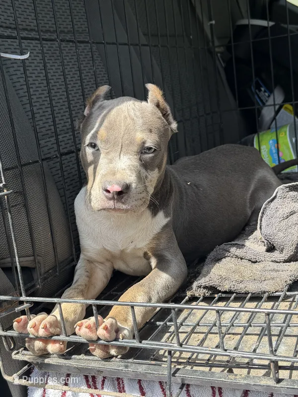 American bully Bruno  – American Bully puppy for sale in Fort Wayne, IN