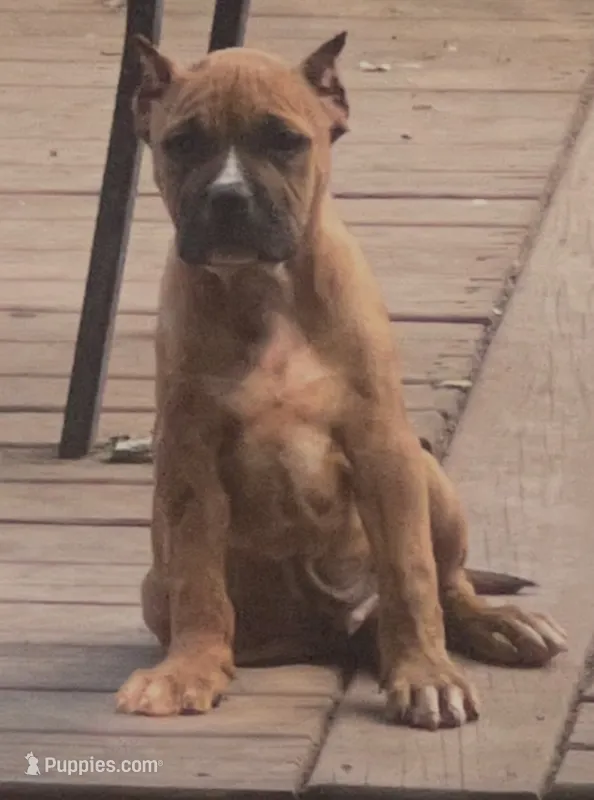 Bruce XL bully – American Bully puppy for sale in Fort Wayne, IN