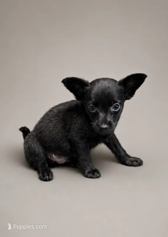 Brick – Chihuahua puppy for sale in Fort Wayne, IN