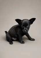 Brick, a male Chihuahua for sale in Fort Wayne, IN – 1 of 1