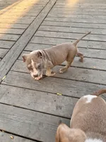 Zues, a male American Bully for sale in Fort Wayne, IN – Photo 3 of 3