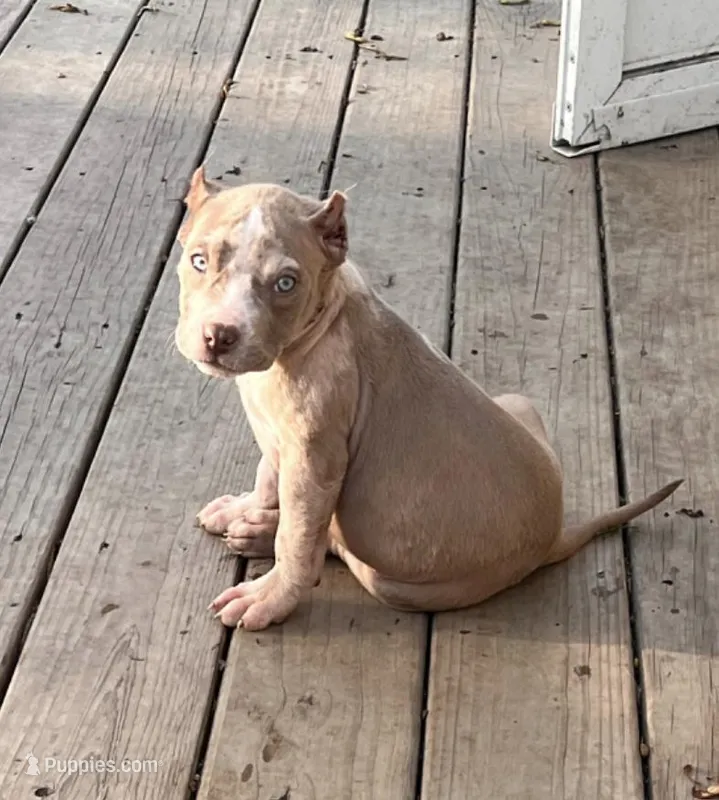 Zues, a male American Bully for sale in Fort Wayne, IN – Photo 1 of 3