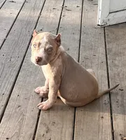 Zues, a male American Bully for sale in Fort Wayne, IN – Photo 1 of 3