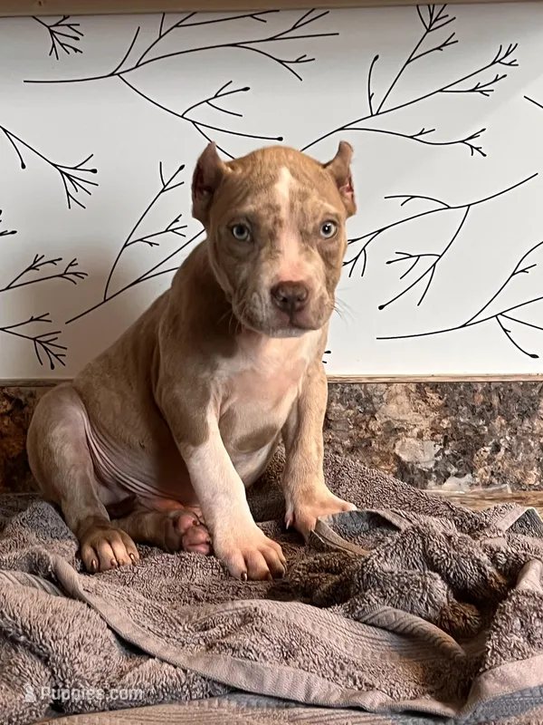 Zeus – American Bully puppy for sale in Fort Wayne, IN
