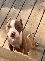Kilo, a male American Bully for sale in Fort Wayne, IN – Photo 3 of 5