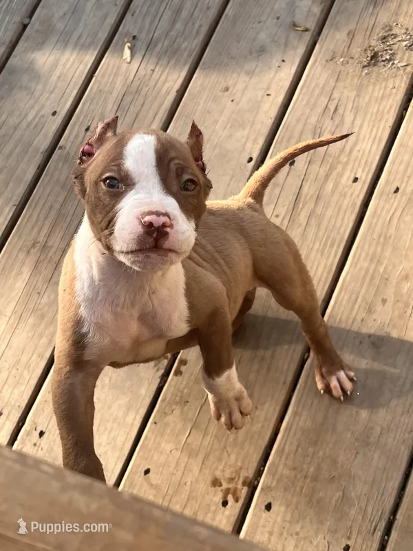 Kilo – American Bully puppy for sale in Fort Wayne, IN