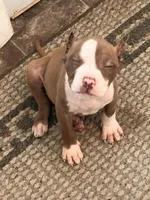 Kilo, a male American Bully for sale in Fort Wayne, IN – Photo 4 of 5