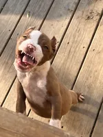 Kilo, a male American Bully for sale in Fort Wayne, IN – Photo 2 of 5