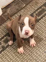 Kilo, a male American Bully for sale in Fort Wayne, IN – Photo 5 of 5