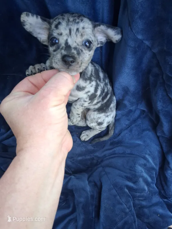 Cassie – Chihuahua puppy for sale in Fort Wayne, IN
