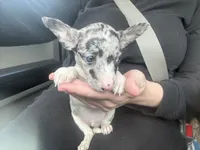 Pebble , a male Chihuahua for sale in Fort Wayne, IN – 2 of 4