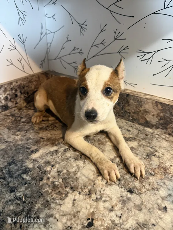 Harper – American Pit Bull Terrier puppy for sale in Fort Wayne, IN