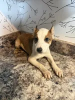 Harper, a female American Pit Bull Terrier for sale in Fort Wayne, IN – 1 of 3