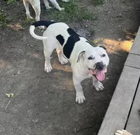 Snoopy-FREE loving home only , a male American Bully for sale in Fort Wayne, IN – 2 of 3