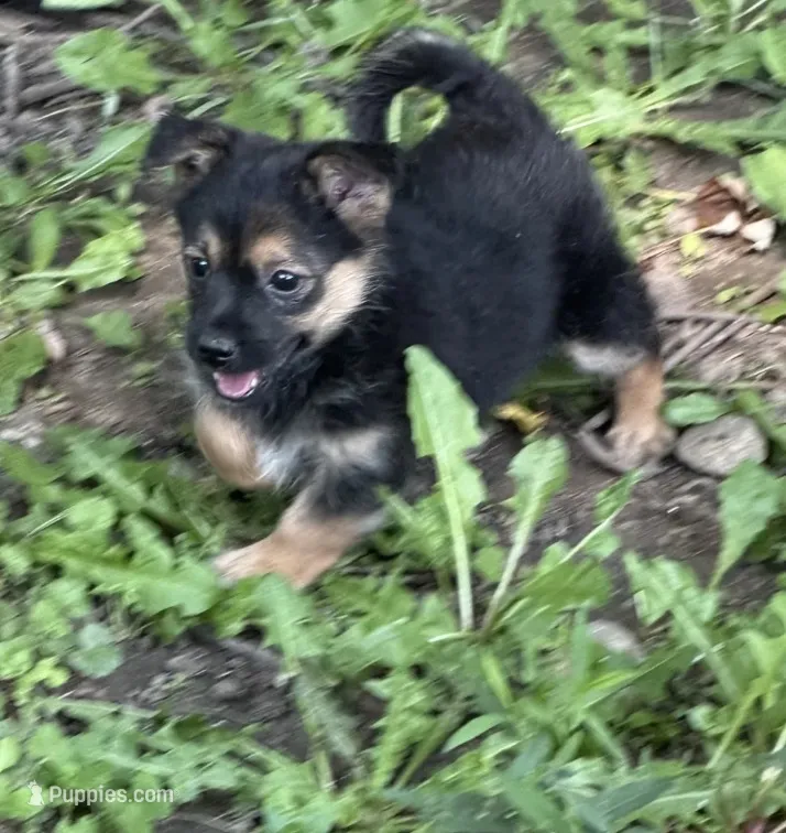 Hope  – German Spitz, Yorkshire Terrier puppy for sale in Fort Wayne, IN
