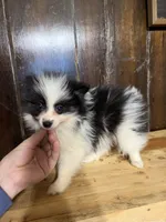 Benab , a male Pomeranian for sale in Fort Wayne, IN – 3 of 4