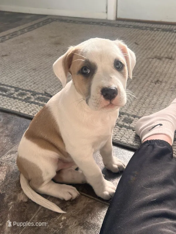 Gabby – American Bully puppy for sale in Fort Wayne, IN