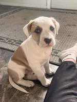 Gabby, a female American Bully for sale in Fort Wayne, IN – Photo 1 of 2