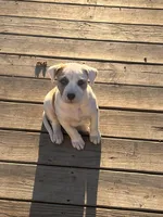 Gabby, a female American Bully for sale in Fort Wayne, IN – Photo 2 of 2