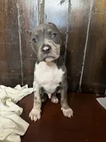 Bruno , a male American Bully for sale in Fort Wayne, IN – 2 of 2