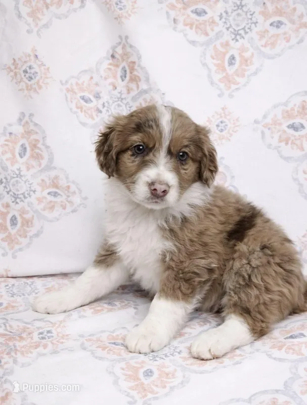 Jace , a male Miniature Aussiedoodle for sale in Fort Wayne, IN – Photo 1 of 2