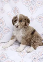 Jace , a male Miniature Aussiedoodle for sale in Fort Wayne, IN – Photo 2 of 2