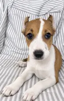 Rosie , a female American Pit Bull Terrier for sale in Fort Wayne, IN – 2 of 2