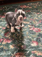 Gamora , a female American Bully for sale in Fort Wayne, IN – 3 of 4