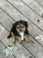 Rachel , a female Yorkshire Terrier and Poodle - Toy  for sale in Fort Wayne, IN – 4 of 5