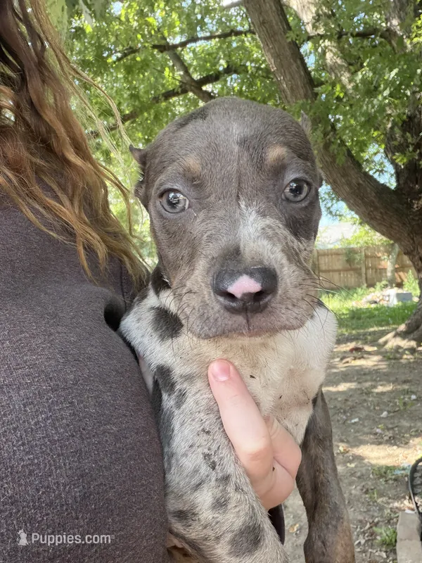 American bully Bruno  – American Bully puppy for sale in Fort Wayne, IN