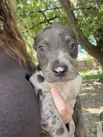 American bully Bruno , a male American Bully for sale in Fort Wayne, IN – 1 of 3