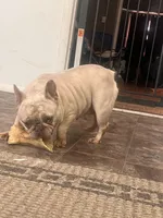 Bubbles, a female French Bulldog for sale in Fort Wayne, IN – 3 of 3