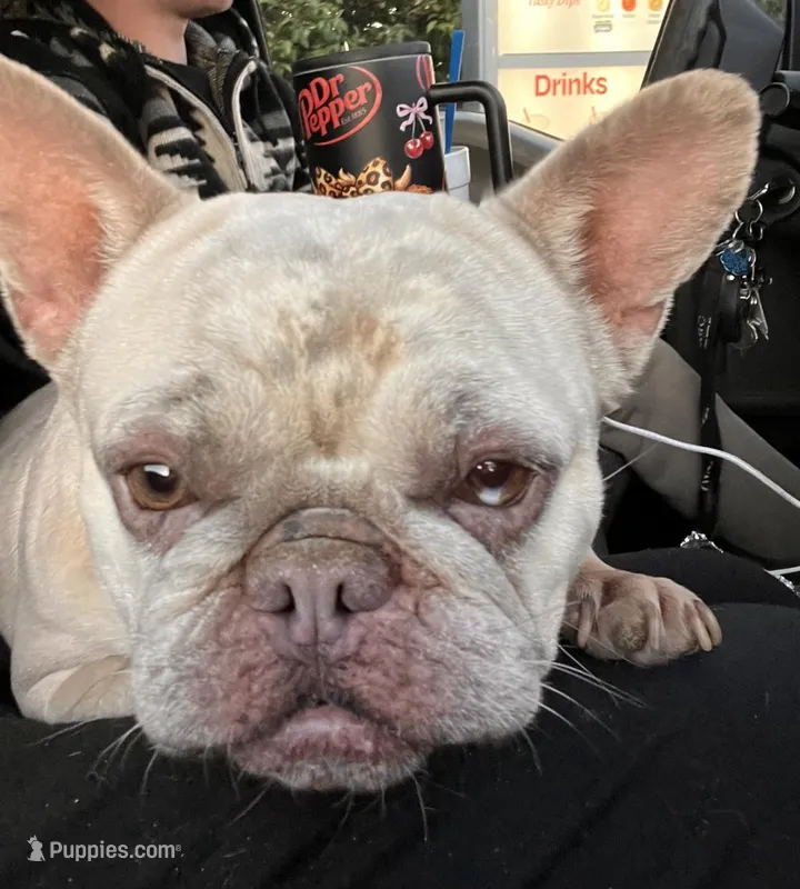 Bubbles – French Bulldog puppy for sale in Fort Wayne, IN
