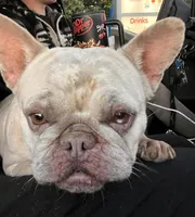 Bubbles, a female French Bulldog for sale in Fort Wayne, IN – 1 of 3