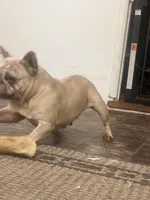Bubbles, a female French Bulldog for sale in Fort Wayne, IN – 2 of 3