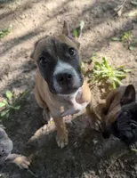 Duke , a male American Bully for sale in Fort Wayne, IN – 2 of 3