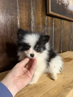 Sparky , a male Pomeranian for sale in Fort Wayne, IN – 4 of 5