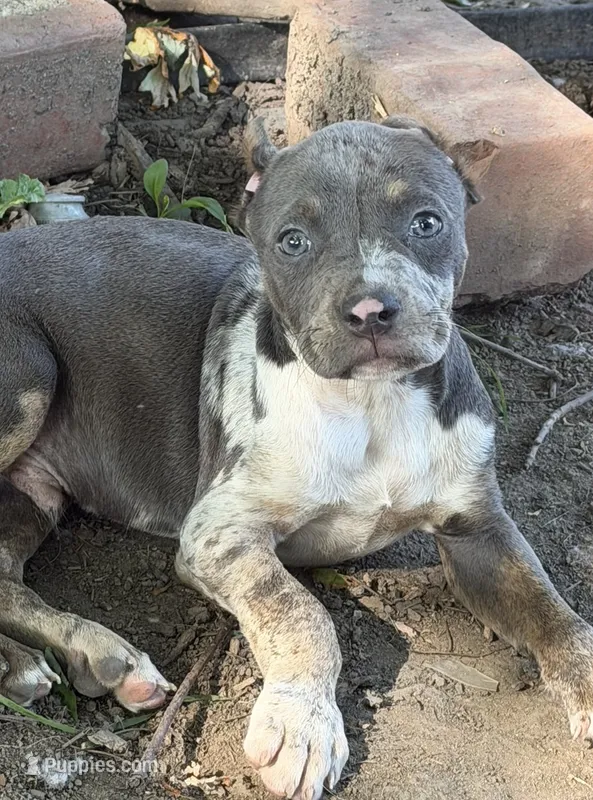 Bruno  – American Bully puppy for sale in Fort Wayne, IN