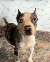 Diamond , a female American Bully for sale in Fort Wayne, IN – 2 of 3