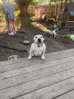 Madox, a male American Bully for sale in Fort Wayne, IN – 2 of 3