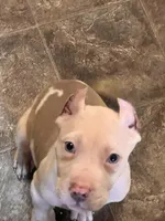 Ruby , a female American Bully for sale in Fort Wayne, IN – Photo 2 of 3