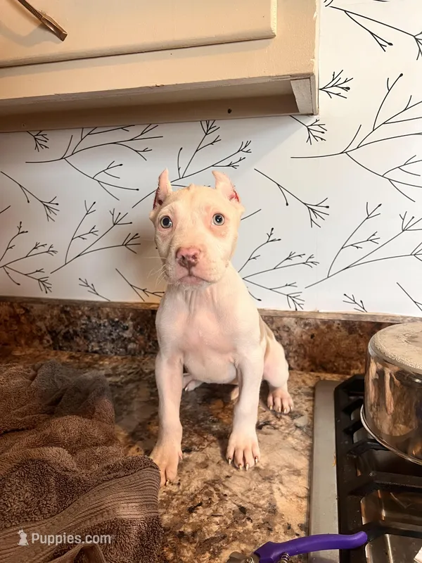 Ruby  – American Bully puppy for sale in Fort Wayne, IN