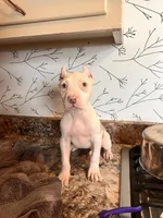 Ruby , a female American Bully for sale in Fort Wayne, IN – Photo 1 of 3