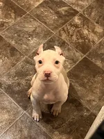 Ruby , a female American Bully for sale in Fort Wayne, IN – Photo 3 of 3