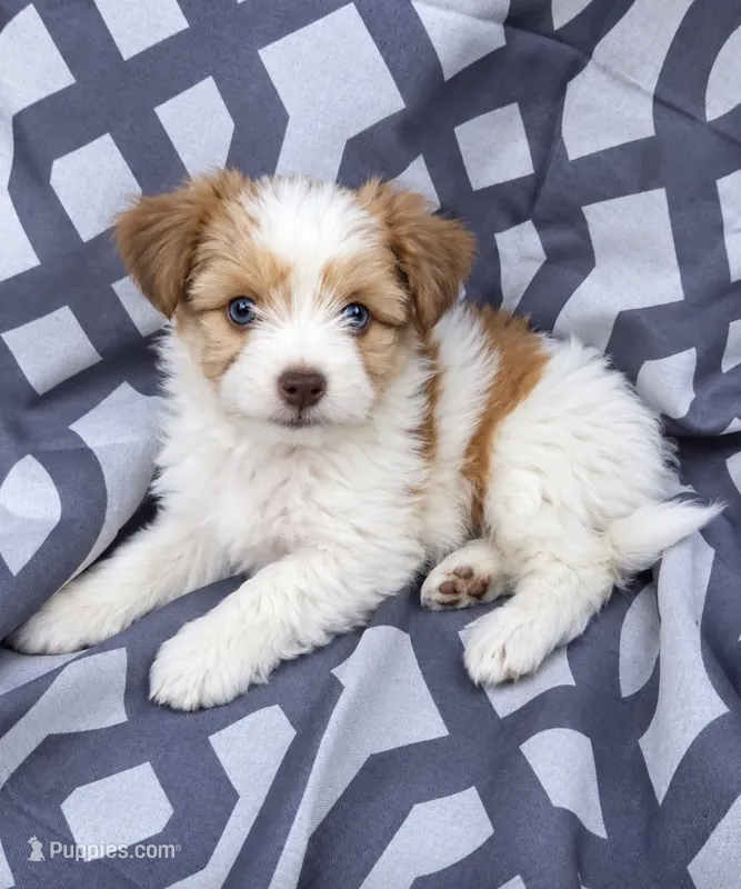 Hulk – Shorkie puppy for sale in Fort Wayne, IN