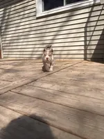 Harlow, a male American Bully for sale in Fort Wayne, IN – Photo 5 of 5