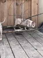 Harlow, a male American Bully for sale in Fort Wayne, IN – Photo 4 of 5