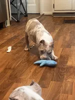 Harlow, a male American Bully for sale in Fort Wayne, IN – Photo 2 of 5