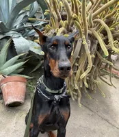 Opie , a male Doberman Pinscher for sale in Fort Wayne, IN – 1 of 4