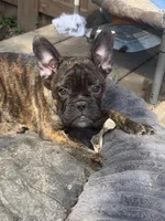 Snooks , a female French Bulldog for sale in Fort Wayne, IN – 1 of 2